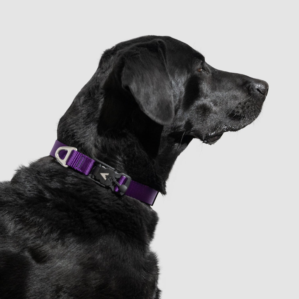 Lifetime Lite Collar