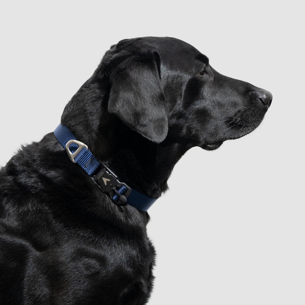 Lifetime Lite Collar