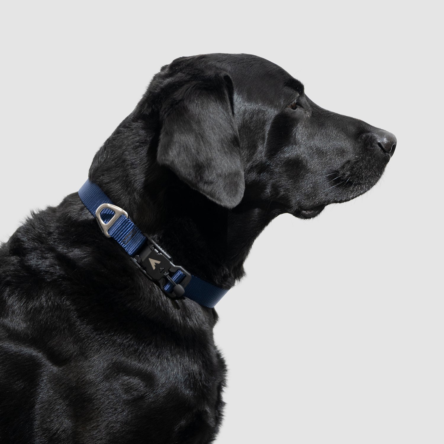 Lifetime Lite Collar