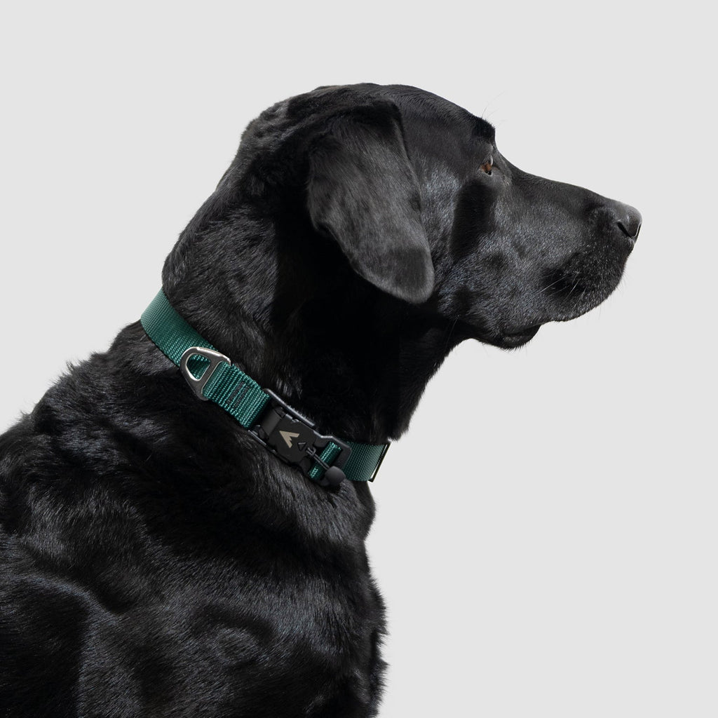 Lifetime Lite Collar