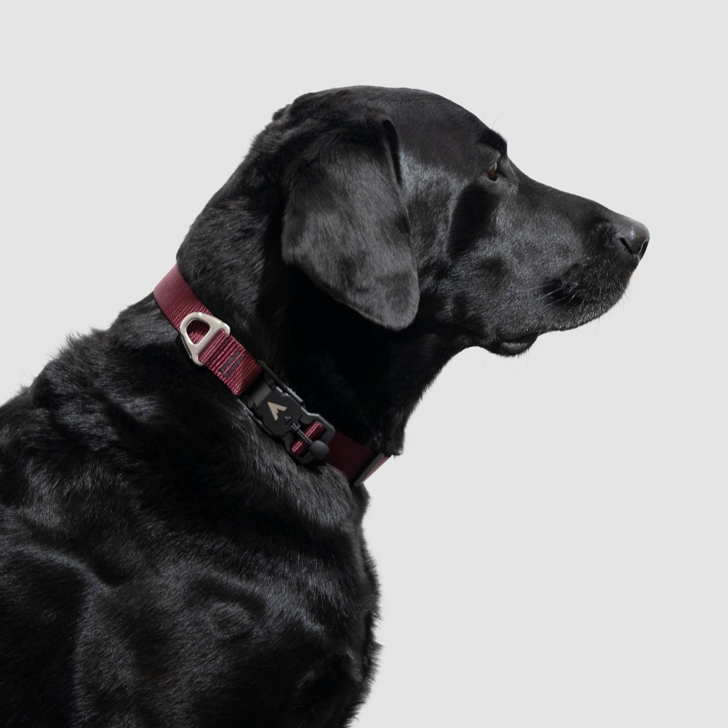 Lifetime Lite Collar